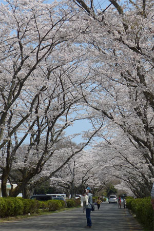 180401桜のトンネル.jpg